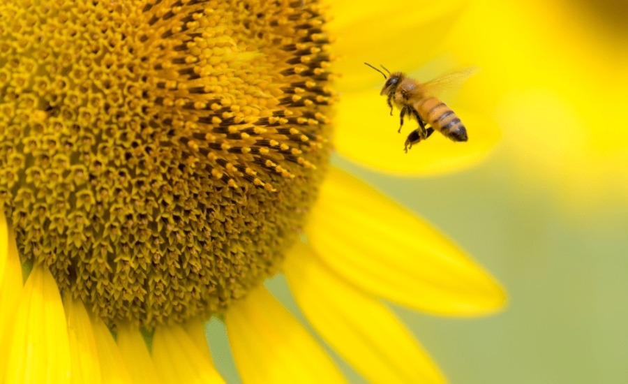 Rettet die Bienen Unterprojekt beitragsbild
