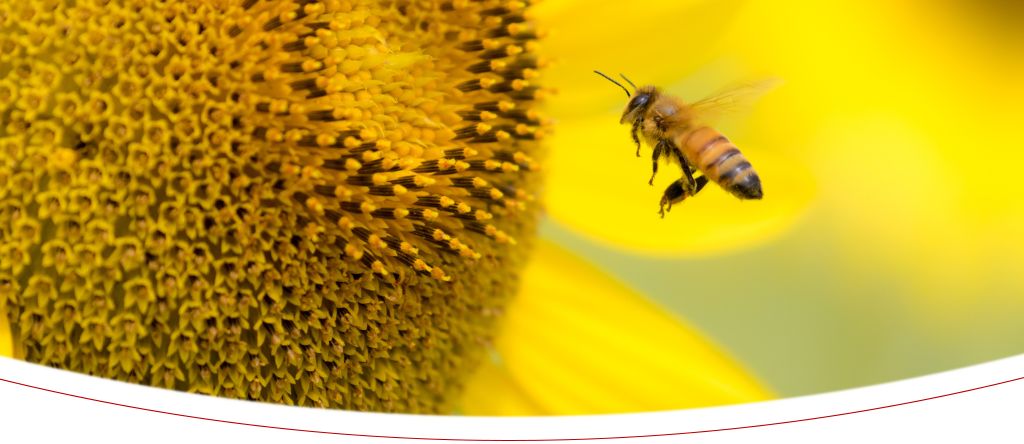 Biene vor einer gelben Blume