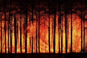 brennender Wald