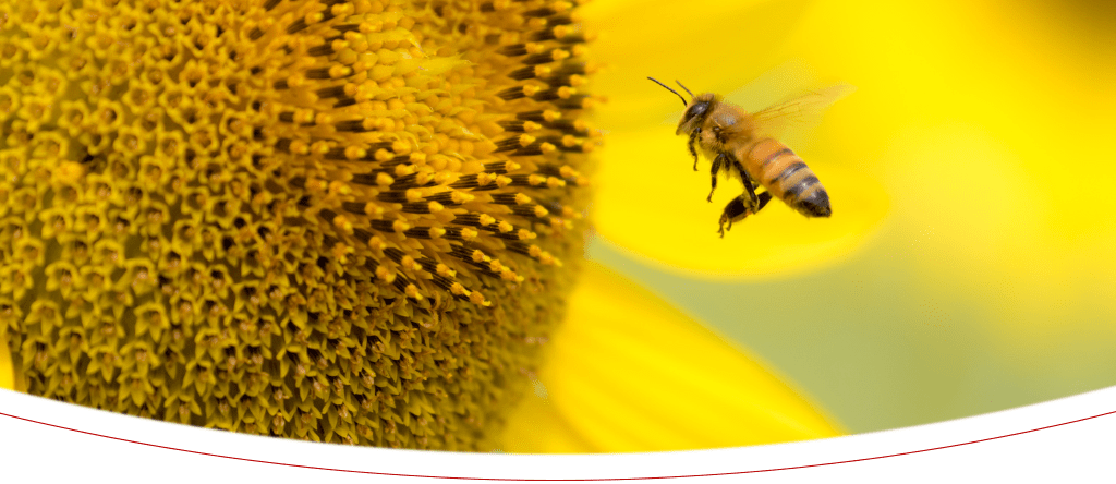 Projekte: Rettet die Bienen