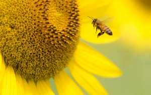 Beitragsbild: Rettet die Bienen