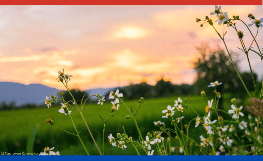 Auf dem Bild ist eine Blumenwiese zu sehen.