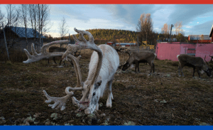 Auf dem Bild sind die Rentiere der Sámi zu sehen.